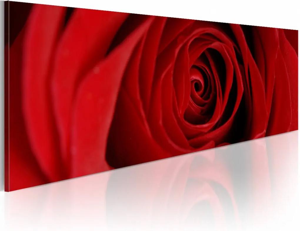 Schilderij - Roos , rood , bloem