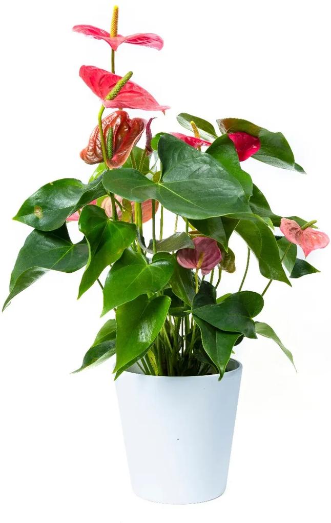 Anthurium Roze | ↕ 55cm | Ø 17cm - Bloomgift