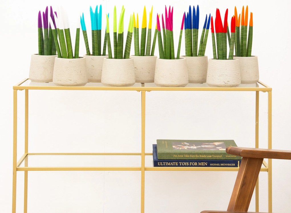 Sansevieria VELVET TOUCHZ - Paars - Wit - Licht blauw - Groen - Geel - Roze - Blauw - Rood - Oranje