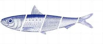 Blue Fish Wandsysteem 80 x 200 cm