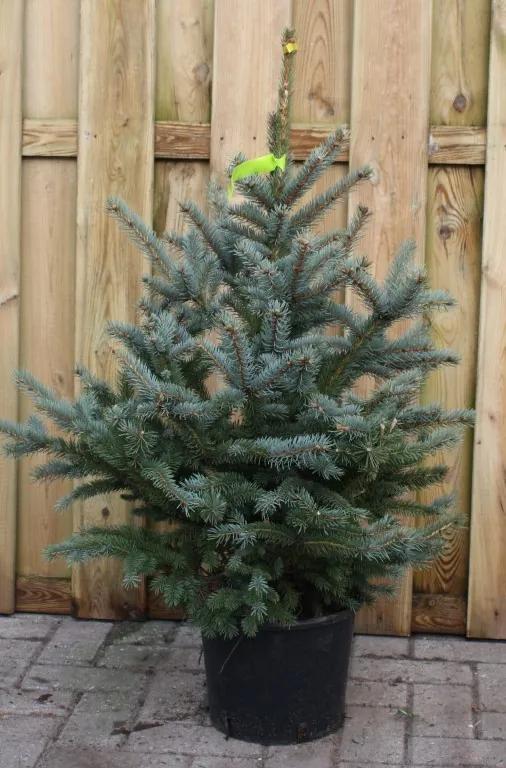 Kerstboom Warentuin Picea Pungens 80 - 100 cm Warentuin Natuurlijk