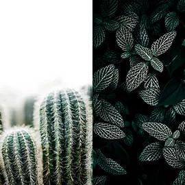Cactus&amp;Leaves - S - 80 x 100 cm