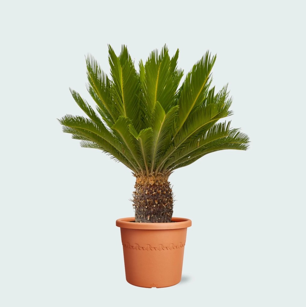 Cycas Revoluta  - 130cm