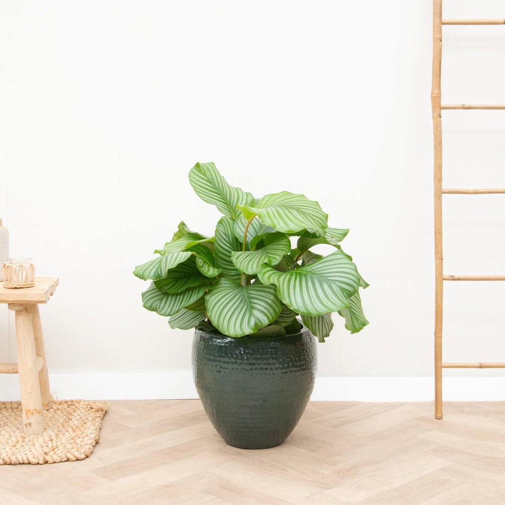 Calathea Orbifolia - 75cm