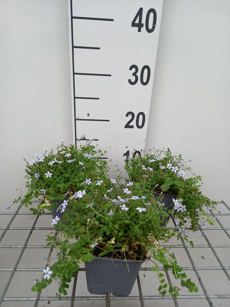 Isotoma fluviatilis - pot 9x9 cm -