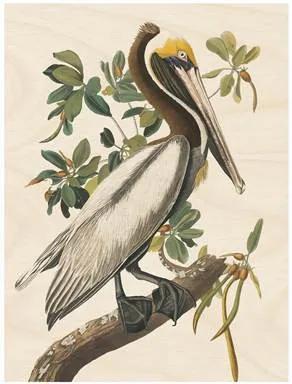 Pelican Print op hout M