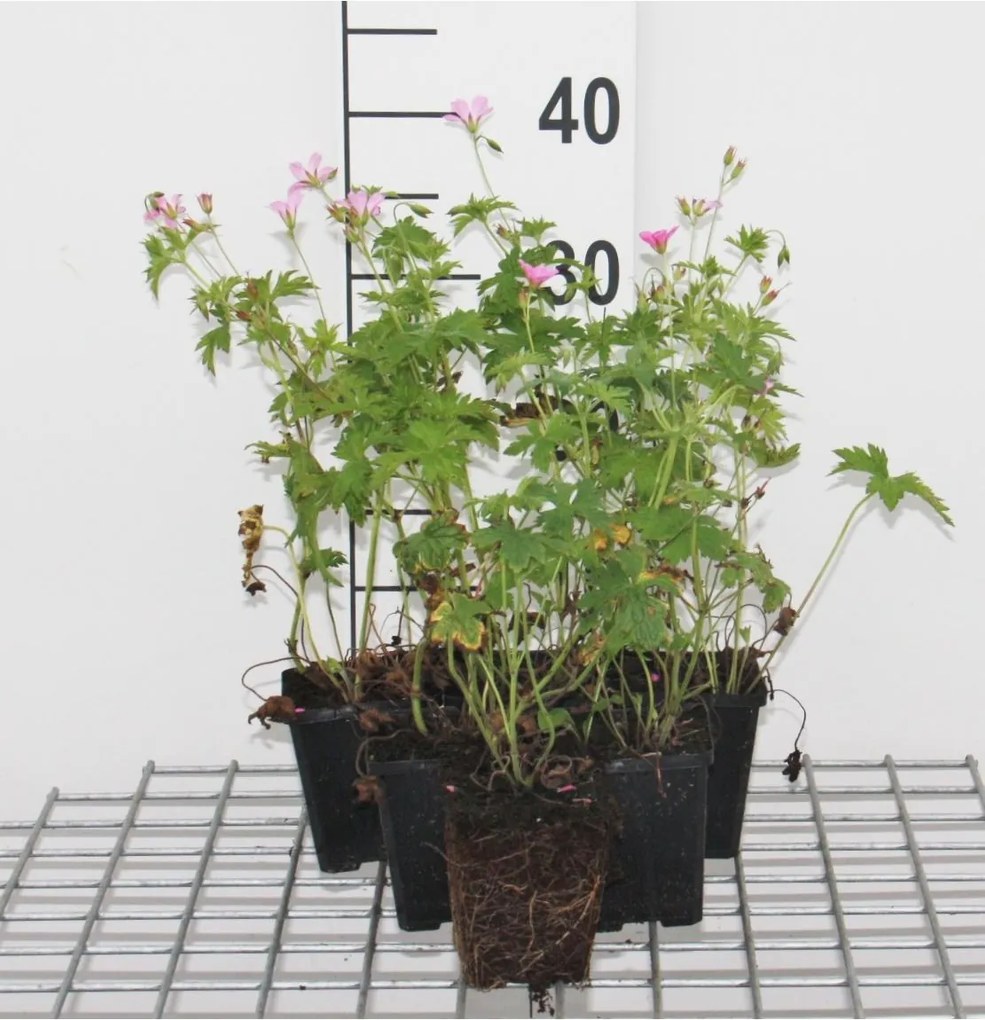 Geranium endressii - pot 9x9 cm -