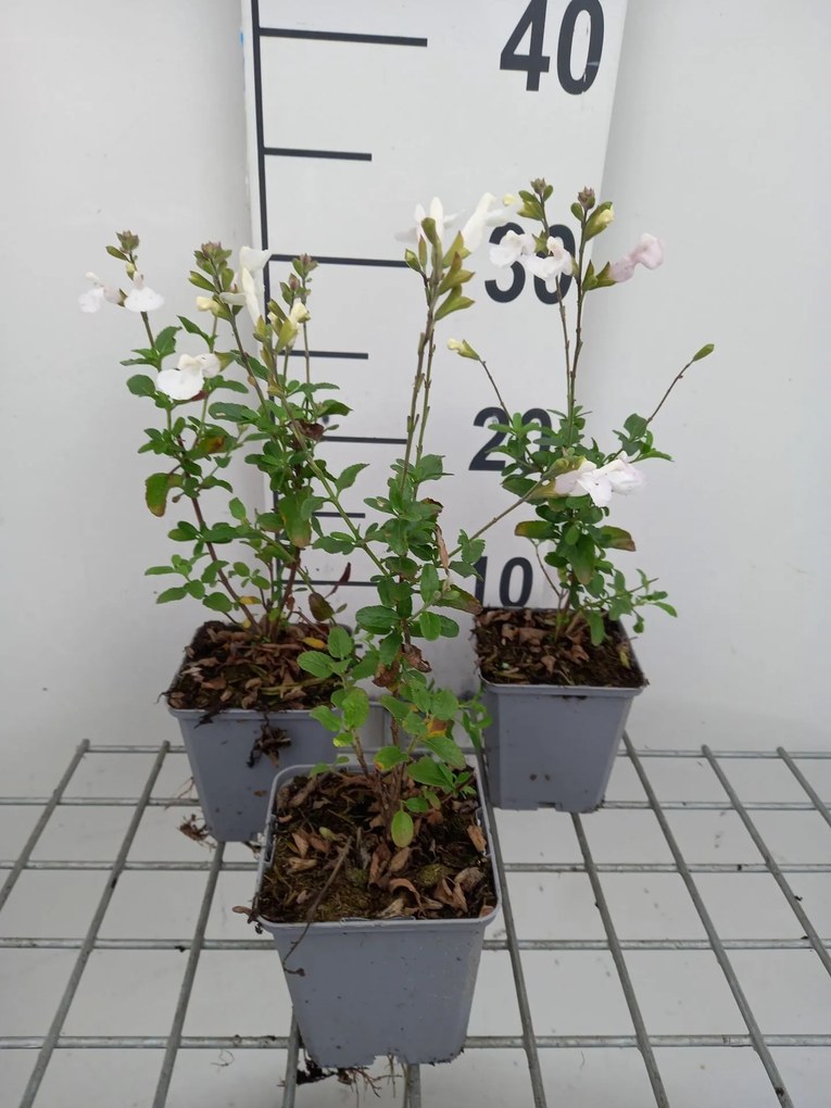Salvia microphylla 'Gletsjer' - pot 9x9 cm -
