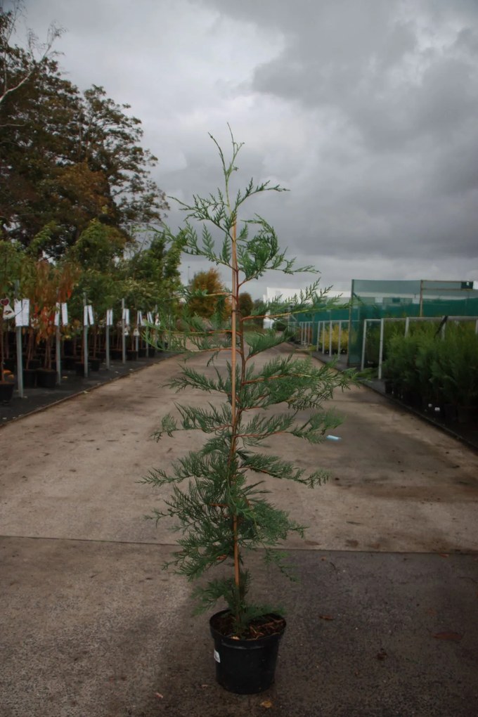 x Cupressocyparis leylandii - pot - 100-125 cm -