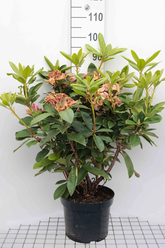 Rhododendron'Gomer Waterer'- pot 10L - 60-80 cm
