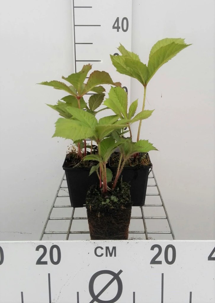Rodgersia aesculifolia - pot 9x9 cm
