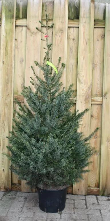 Kerstboom Warentuin Picea Omorika 80 - 100 cm Warentuin Natuurlijk