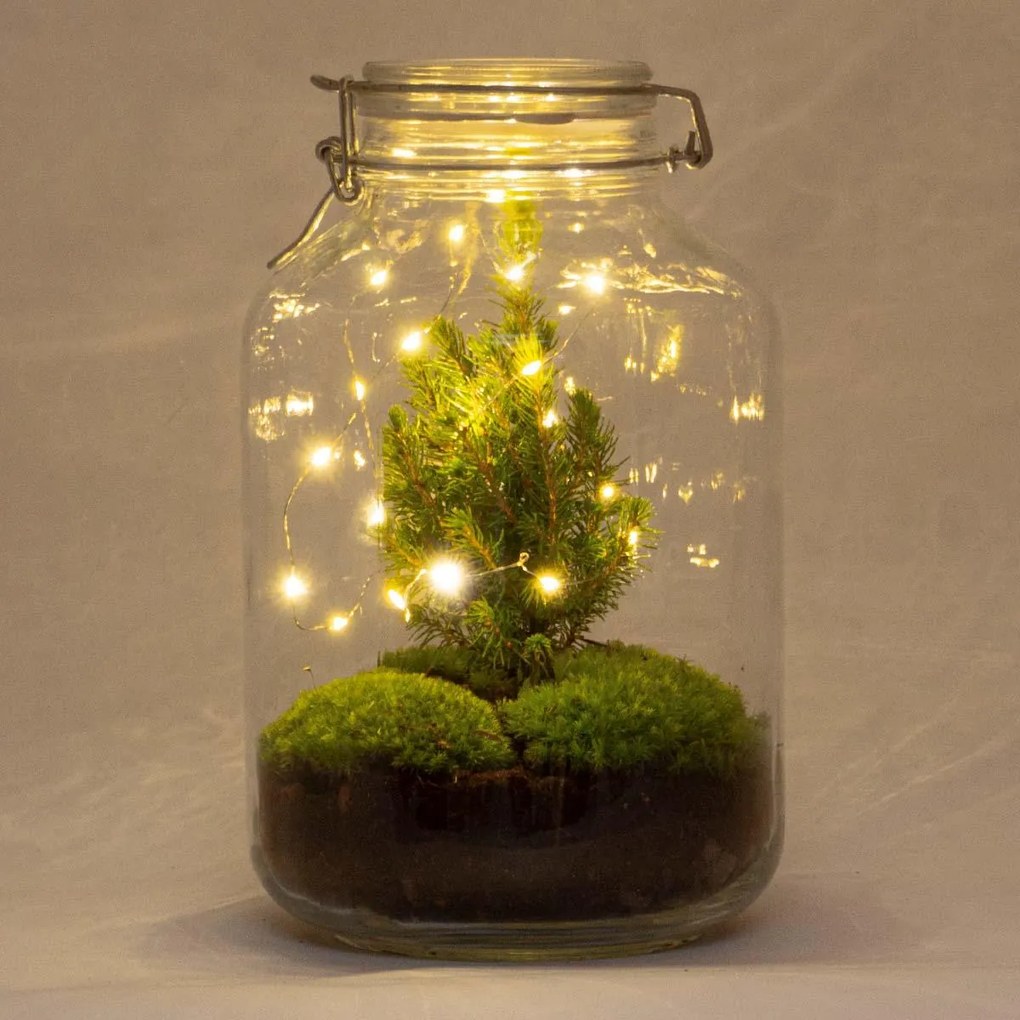 DIY terrarium - Jar Christmas - ↕ 28 cm
