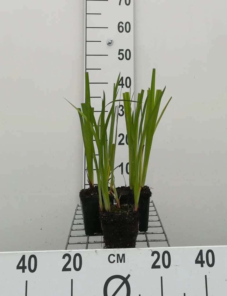Iris ensata - pot 9x9 cm
