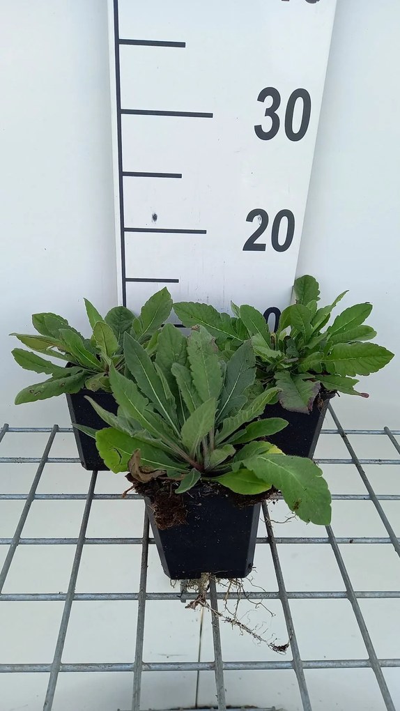 Knautia macedonica 'Melton Pastels' - pot 9x9 cm -