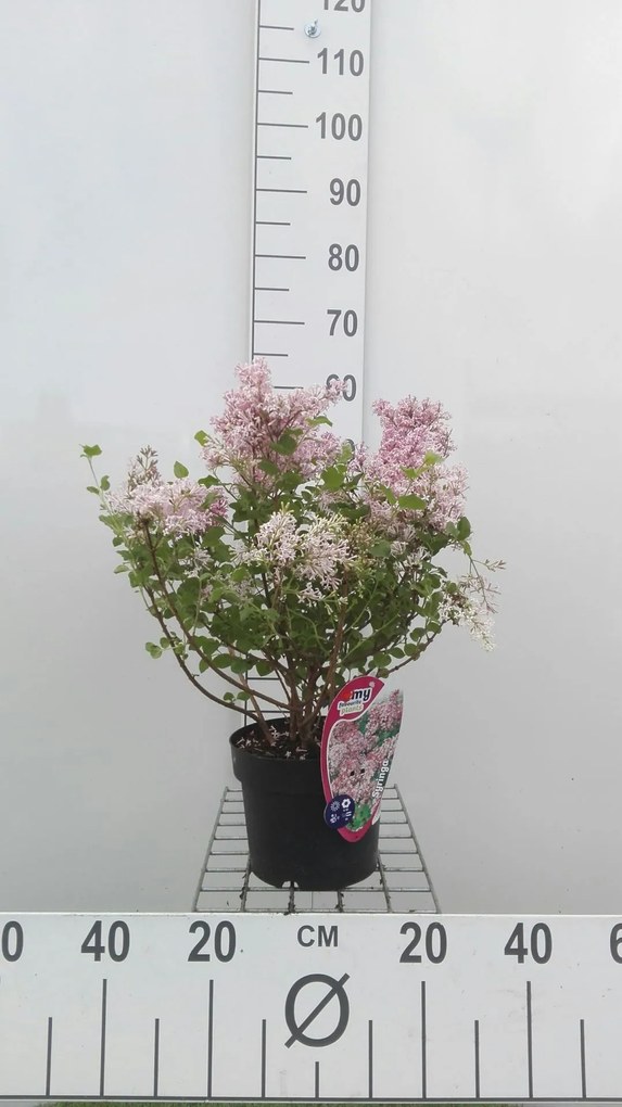 Syringa meyeri 'Palibin' - pot - 30-40 cm