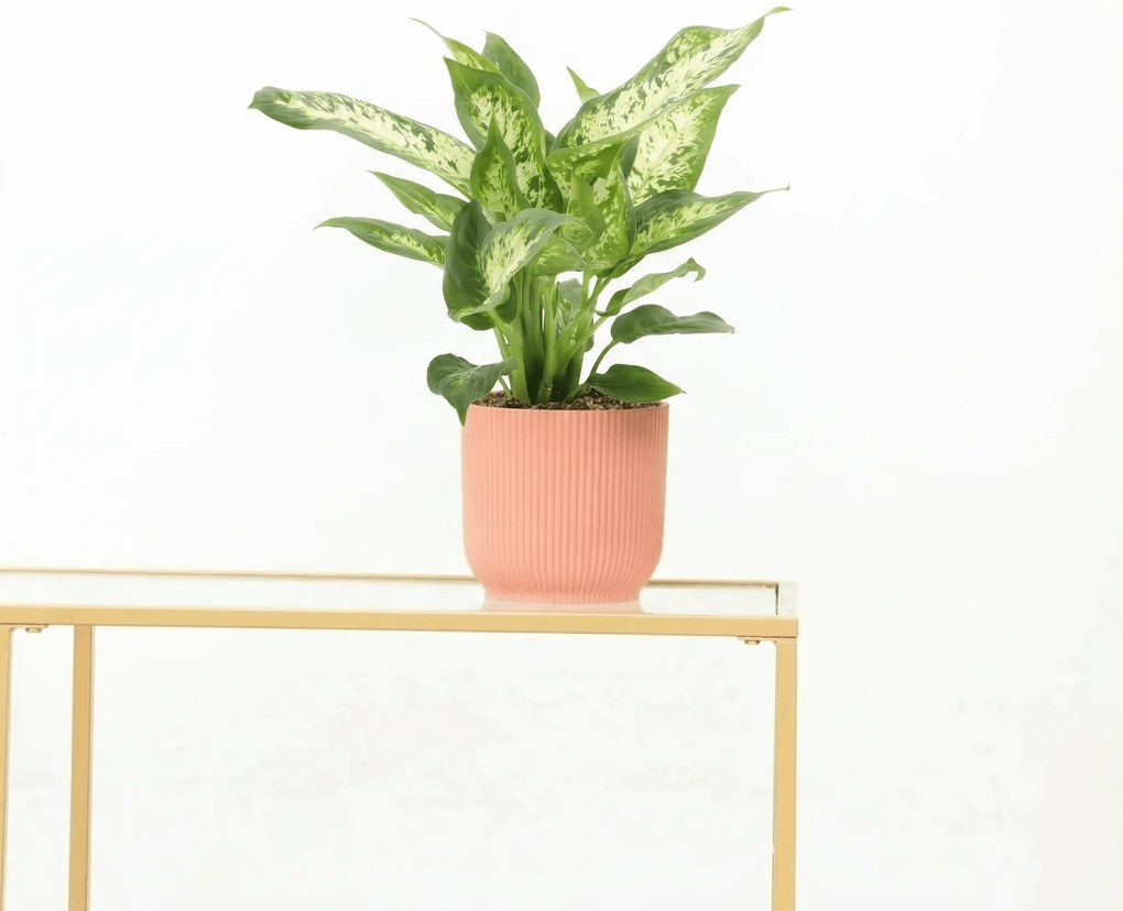 Dieffenbachia 'Compacta' - 35 cm