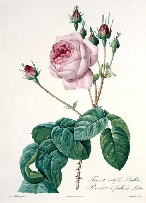 Bullate cabbage rose