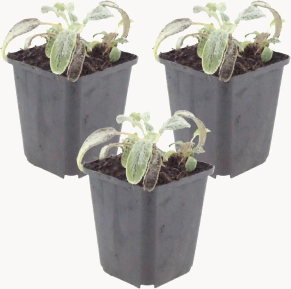 Planten Lamb's Ear Stachys byzantina Silver Carpet, 3-delig