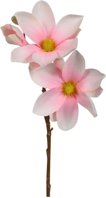 Magnolia Zachtroze 40 cm