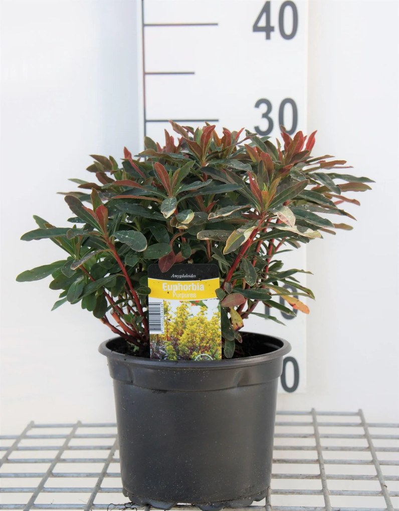 Euphorbia amygdaloides 'Purpurea' - pot 2L