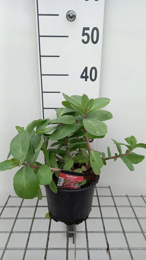Sedum 'Matrona' - pot 2L -