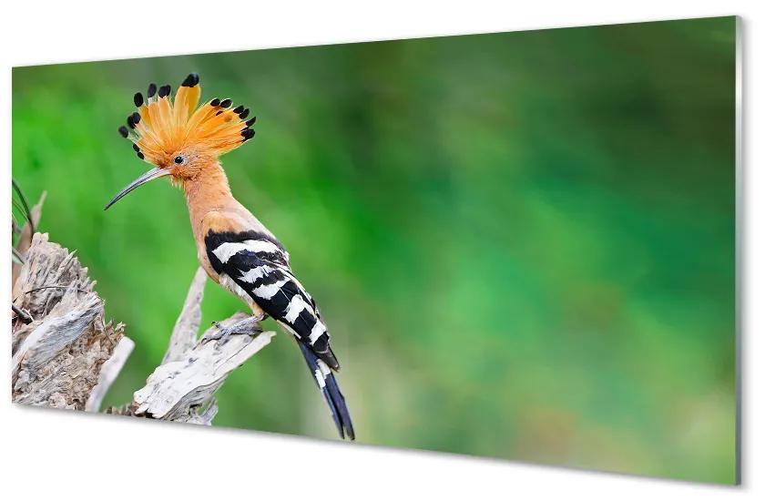 Foto op glas Kleurrijke papegaaiboom 100x50 cm