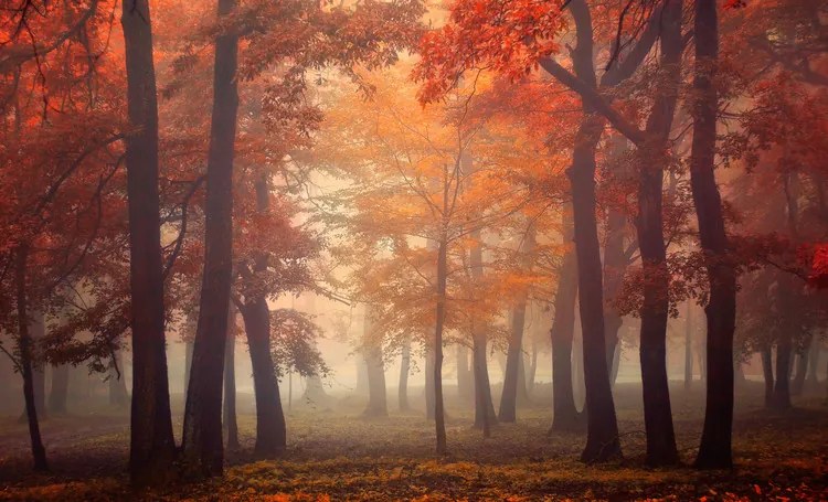 Foto Feel, Ildiko Neer