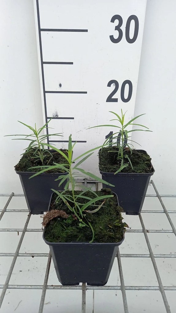 Amsonia hubrichtii - pot 9x9 cm -