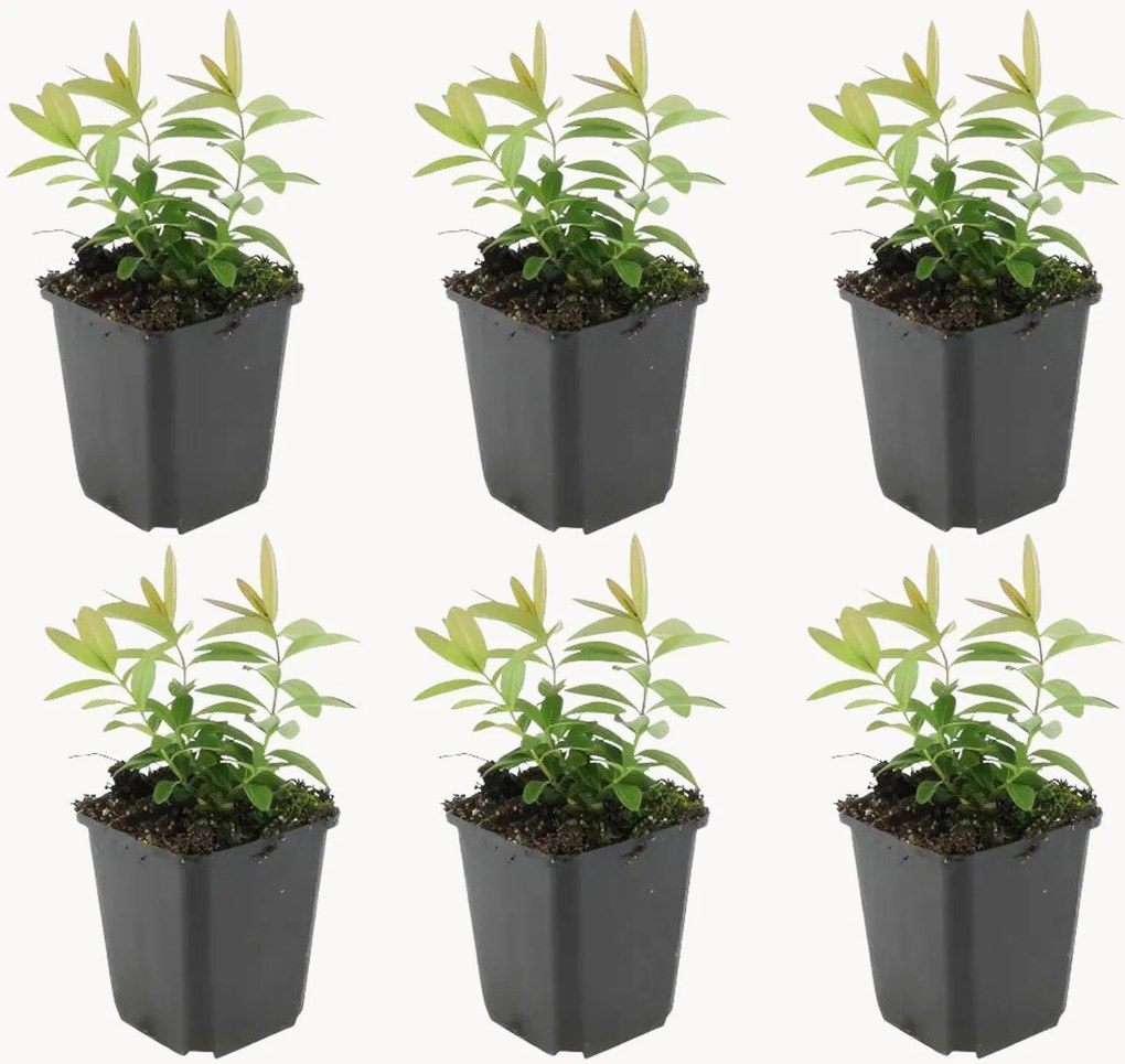Planten Sint-Janskruid Hypericum Calycinum, 6-delig