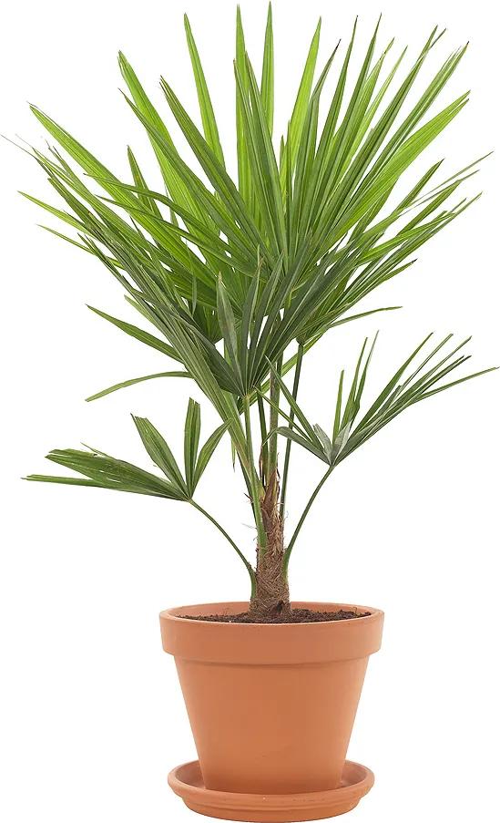 Chinese Hennep palm (Trachycarpus Fortunei) incl. terracotta pot