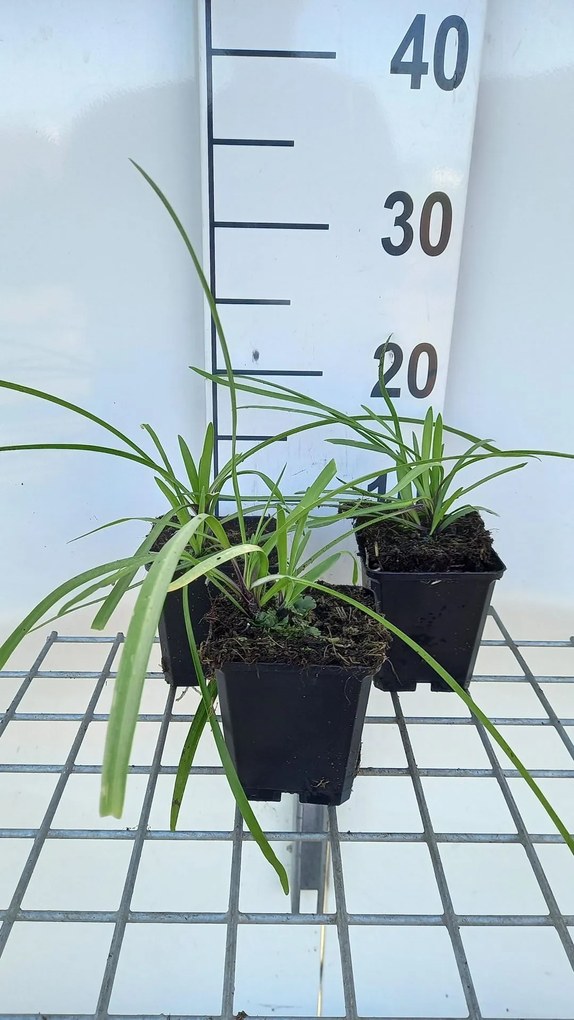 Agapanthus 'Navy Blue' - pot 9x9 cm -