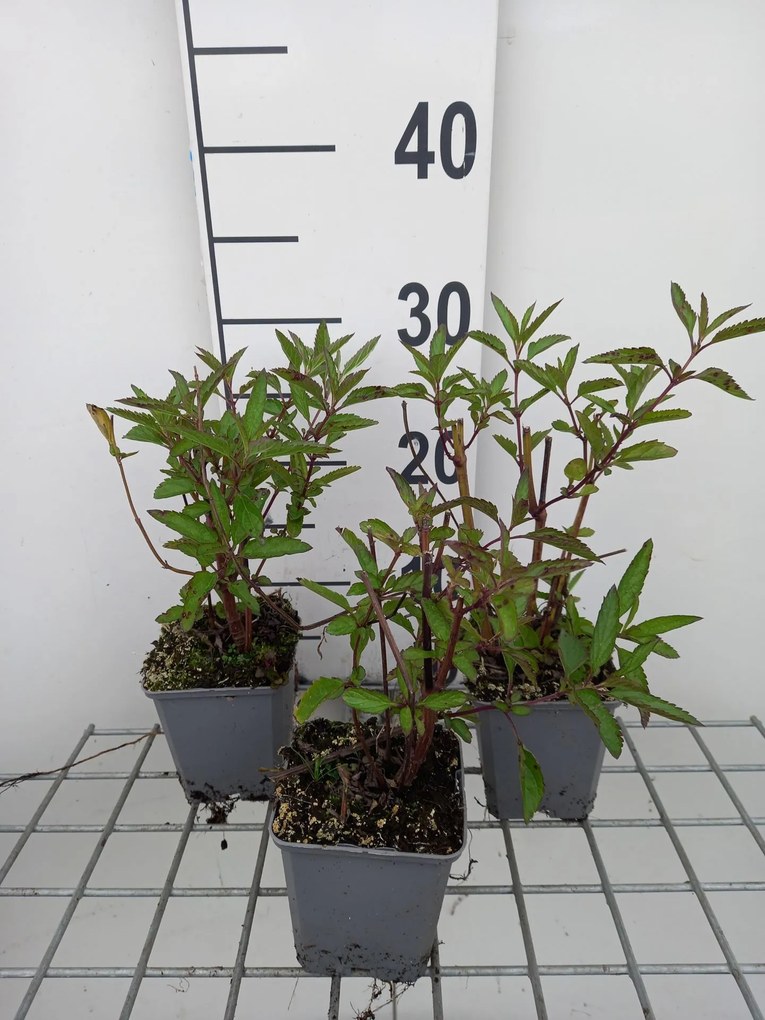 Salvia uliginosa - pot 9x9 cm -