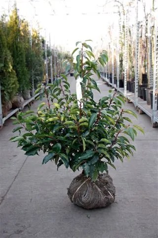 Prunus lusitanica - aardekluit - 60-80 cm -