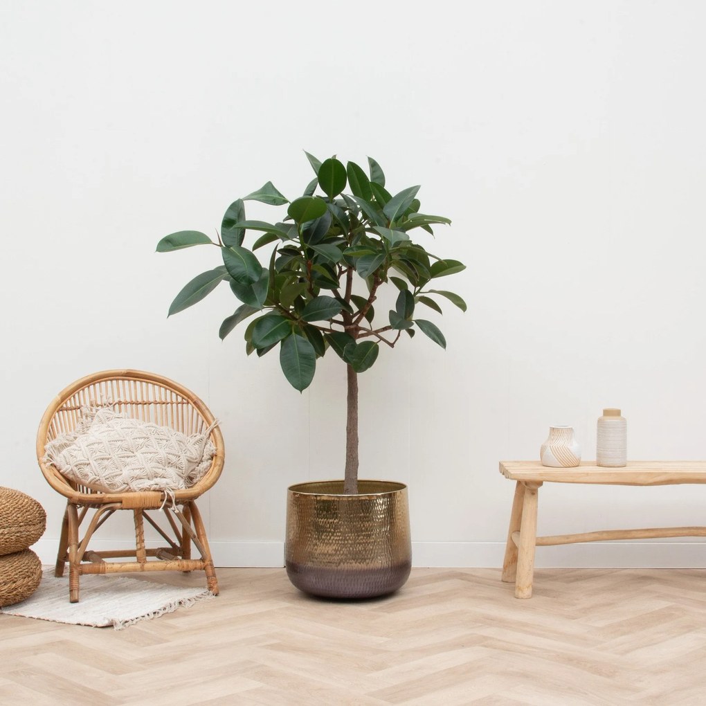 Ficus Elastica  Robusta op stam - 120cm