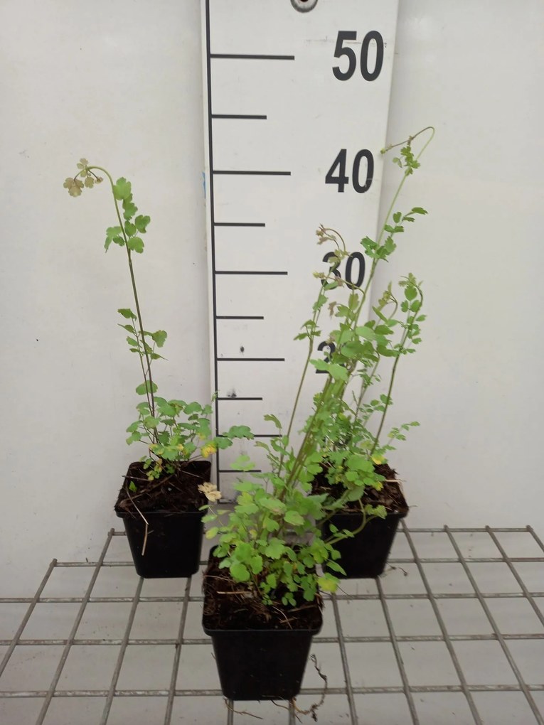 Thalictrum flavum subsp. glaucum - pot 9x9 cm