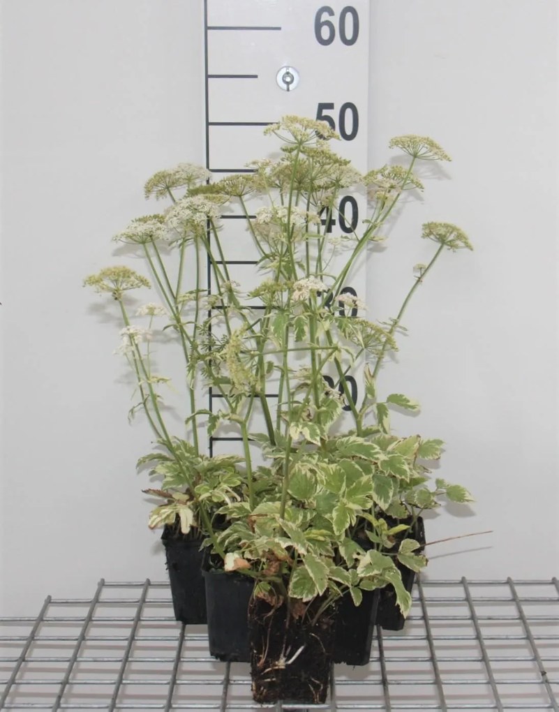 Aegopodium podagraria 'Variegatum' - pot 9x9 cm