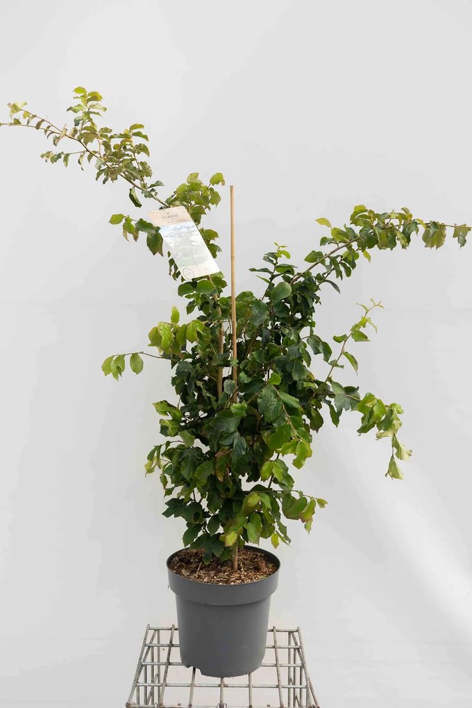 Parrotia persica - pot 12L - 100-125 cm