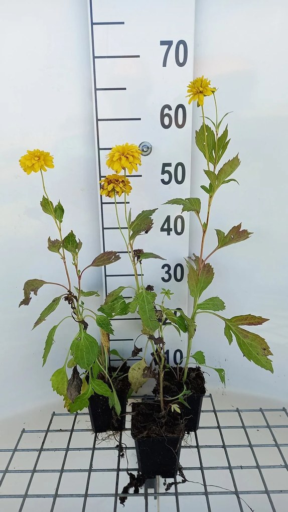Rudbeckia laciniata 'Goldquelle' - pot 9x9 cm -
