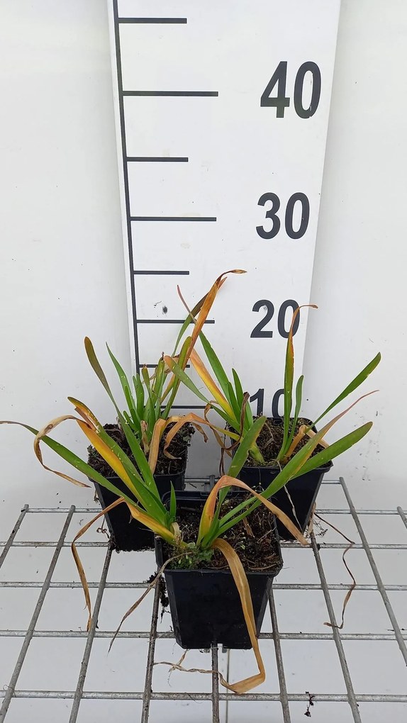 Allium angulosum 'Summer Beauty' - pot 9x9 cm