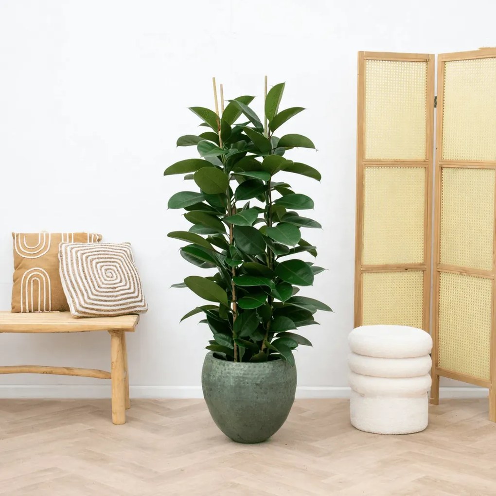 Ficus Elastica Robusta struik - 140cm