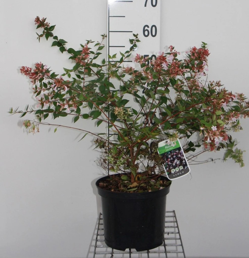 Abelia x grandiflora - pot 5L - 40-60 cm