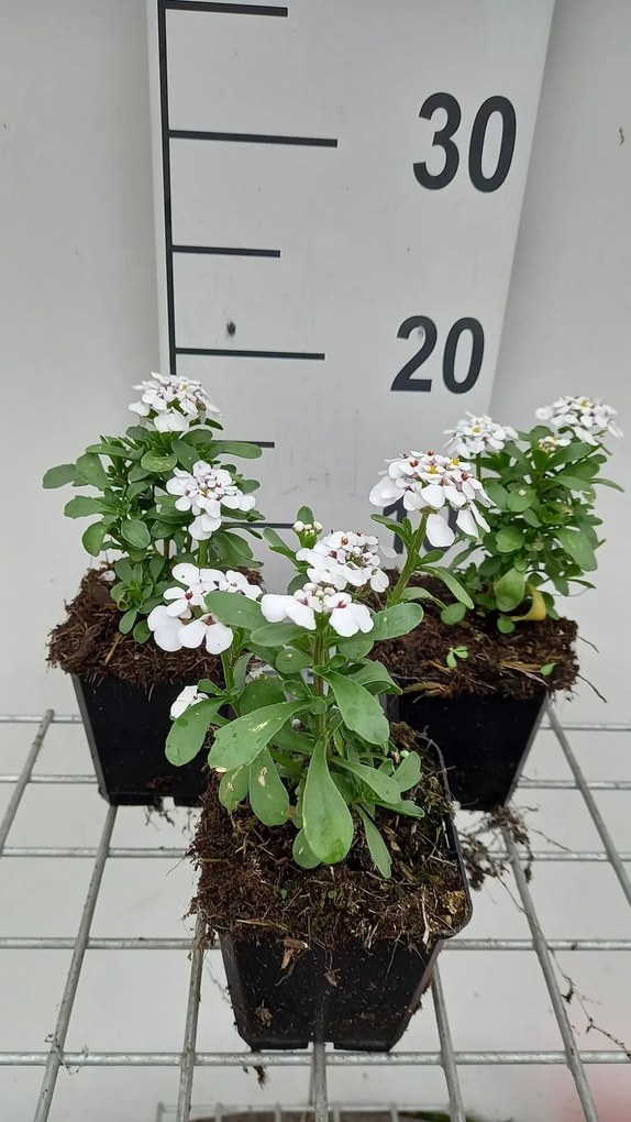Iberis 'Masterpiece' - pot 9x9 cm -