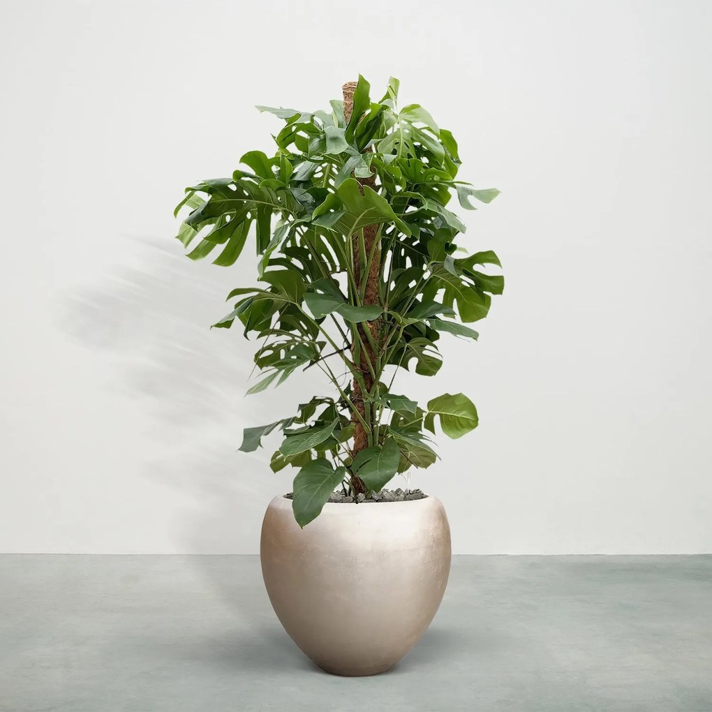 Combideal - Monstera Deliciosa inclusief zelfwaterende pot Nora Matt Light M - 170cm