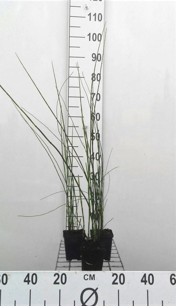 Equisetum 'Japonicum' - pot 9x9 cm