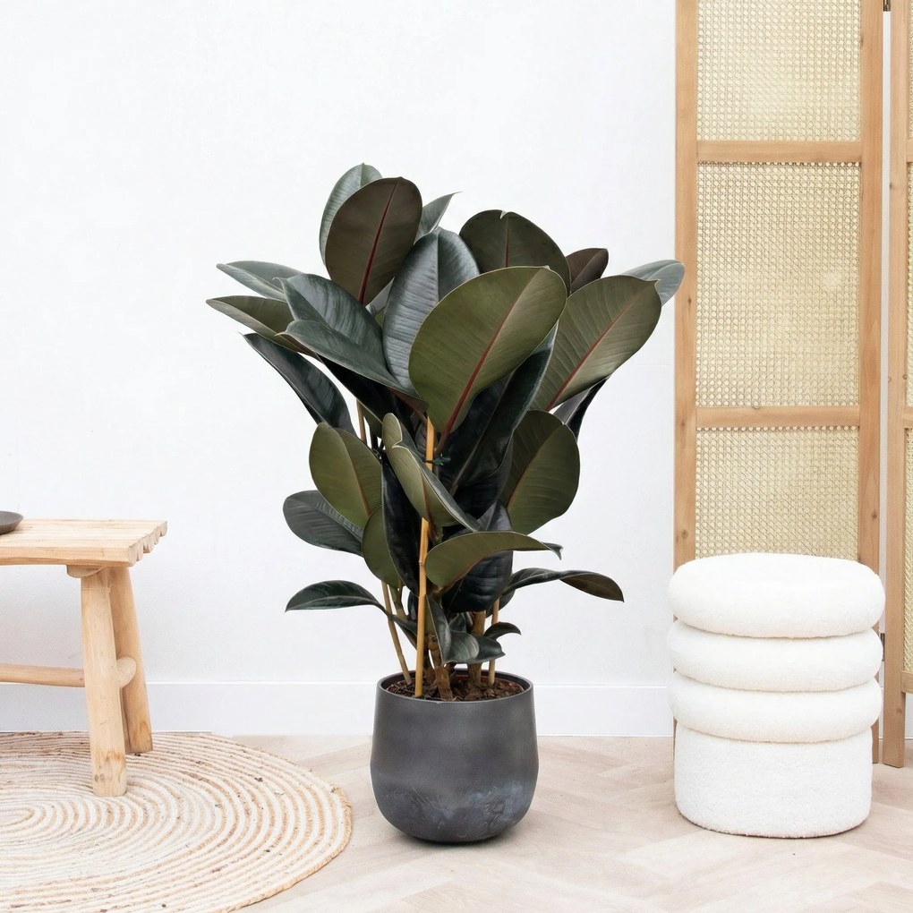 Ficus Abidjan struik - 80cm