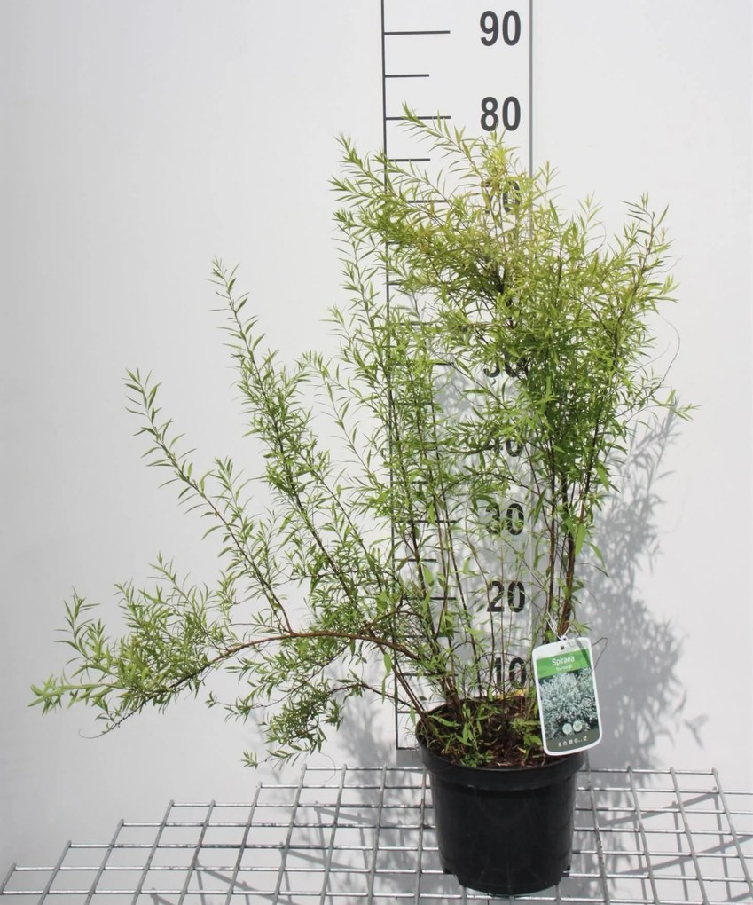 Spiraea thunbergii - pot 3L - 40-60 cm