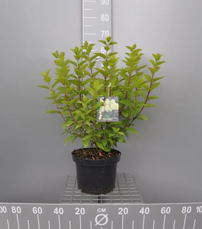 Hydrangea paniculata 'Limelight' - pot 10L - 60-80 cm