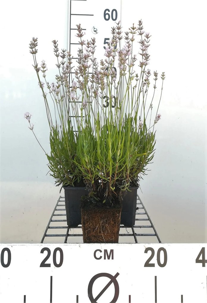 Lavendel rozebloeiend - pot 9x9 cm (Lavandula angustifolia 'Rosea') -