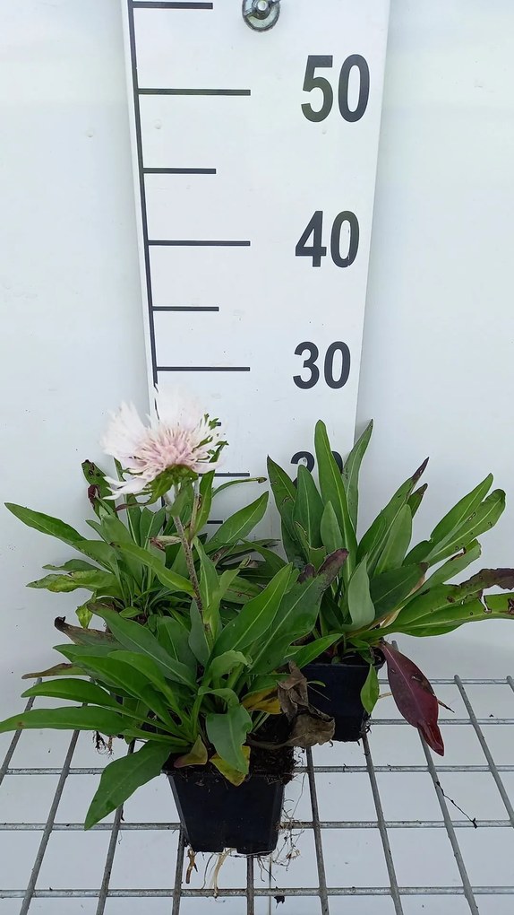 Stokesia laevis 'Alba' - pot 9x9 cm
